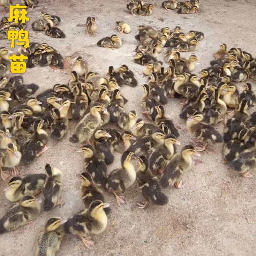 广州麻鸭苗  ，广州大型孵化基地直供，保证质量，诚信经营，