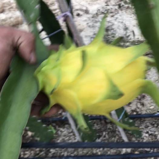 遂溪县 黄龙火龙果苗，红心火龙果苗，双色火龙果苗，红花青龙火龙果苗