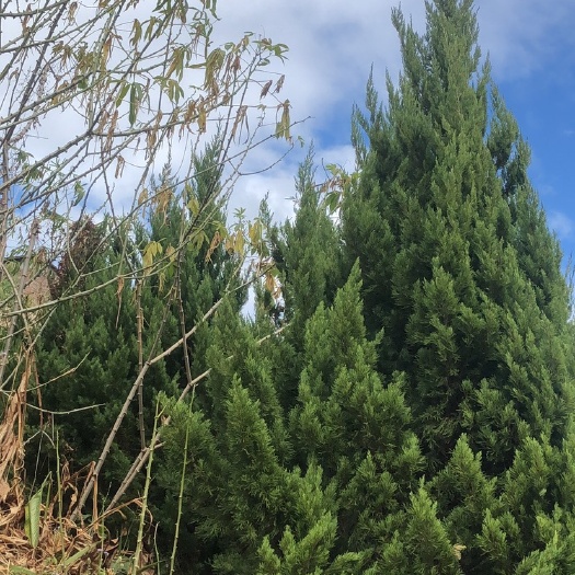 永春县塔柏树苗 塔柏 塔柏树种植基地 塔柏工程苗木 塔柏价格苗农直销
