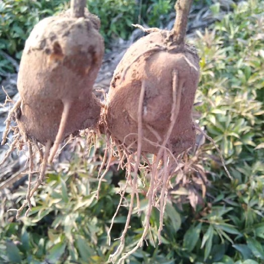 亳州白术苗 基地直销