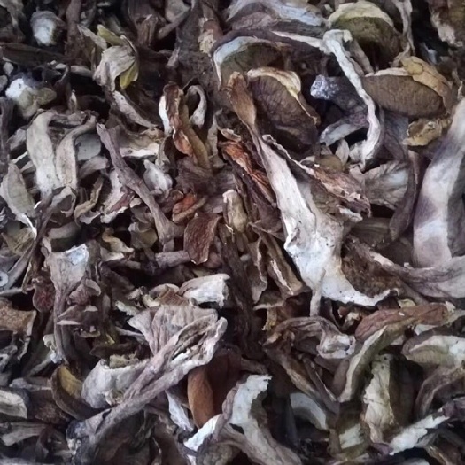 厦门美味牛肝菌  牛肝菌