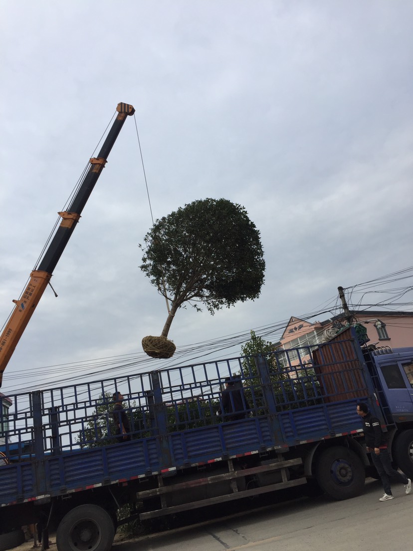 金桂桂花潢川产地，量大成活率高！毛冠3米800元