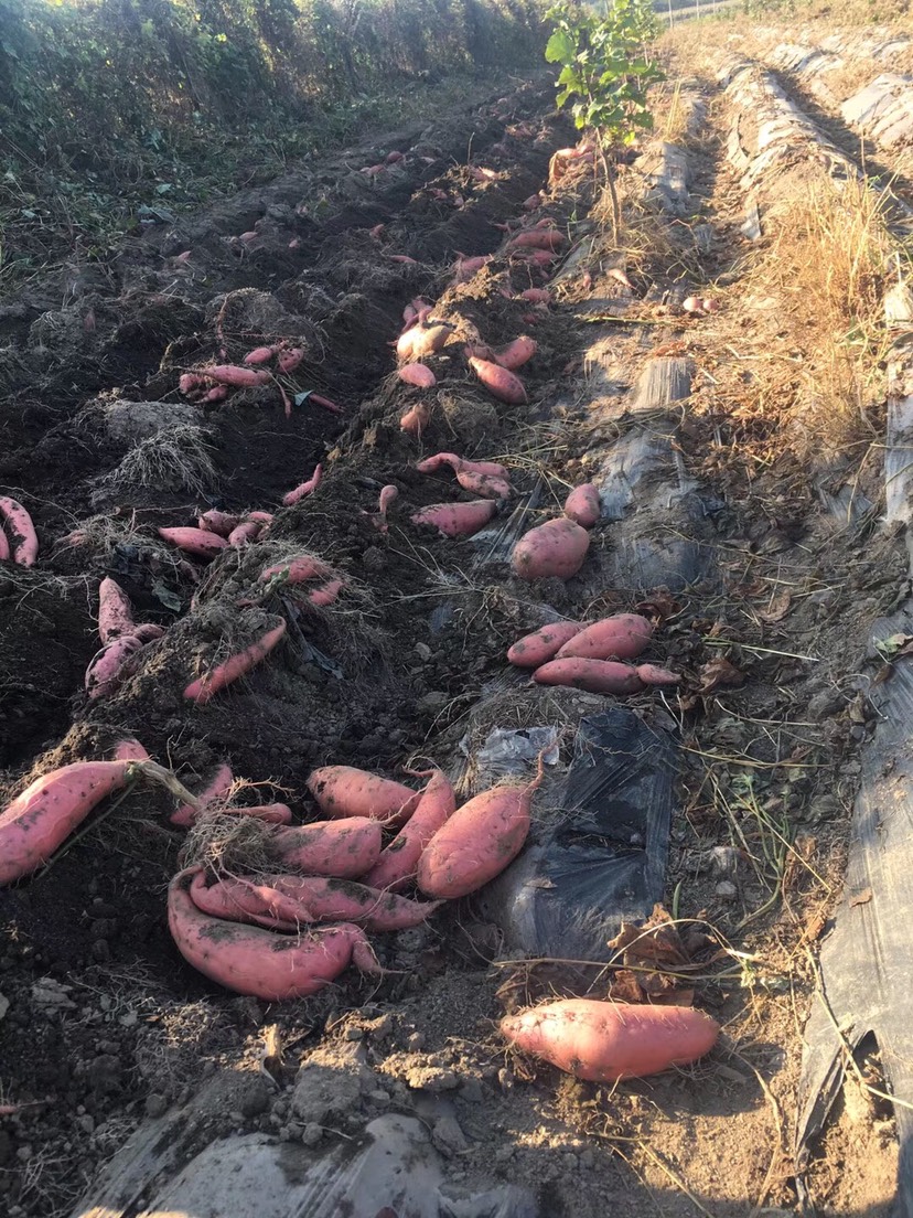 烟薯25 二两以上 红皮