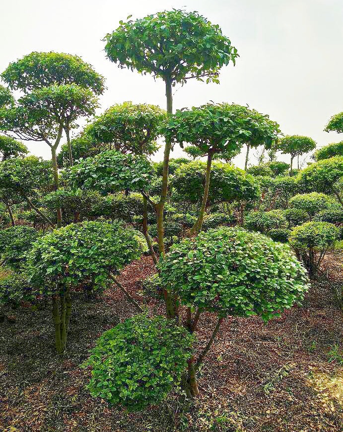 小葉女貞造型基地,雲片7個以上,多杆叢生,精品造型,自家種植 360.