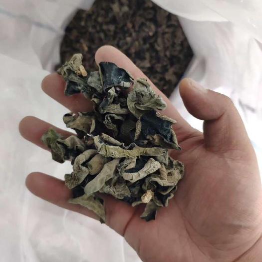  新疆黑木耳，牛
