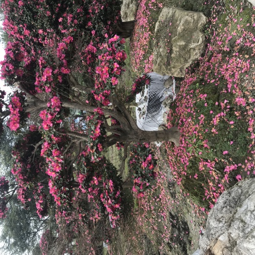 成都日本茶梅 日本茶梅