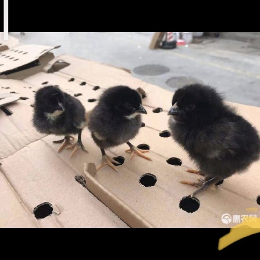 广州黑凤鸡苗。厂家直销，质量保证