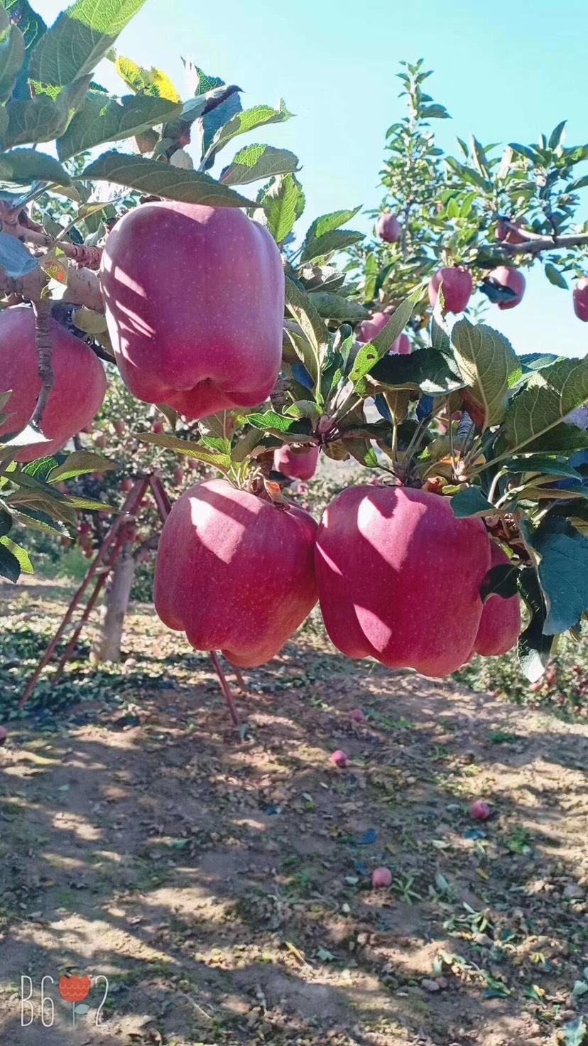 花牛蘋果  甘肅天水花牛果園直發(fā) 一件代發(fā) 零售 批發(fā)