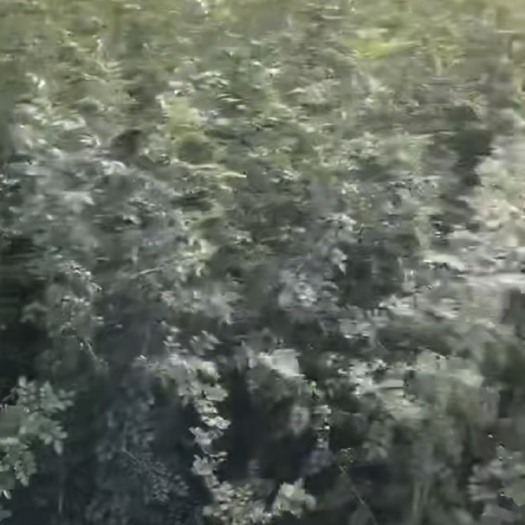 京山市 对接白蜡小苗
