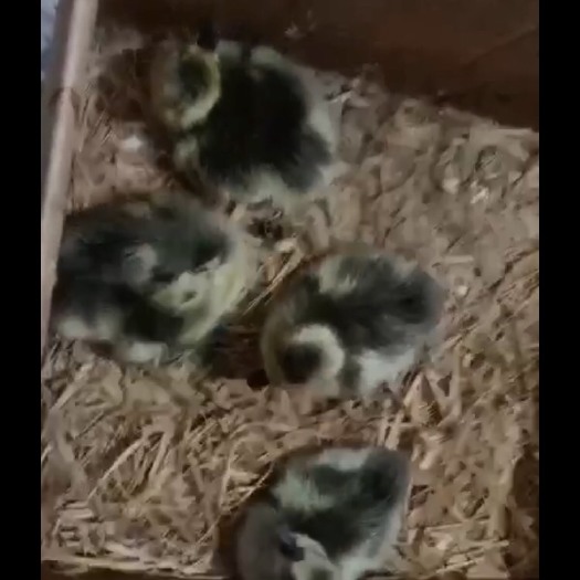 潮州 狮头鹅苗 大种