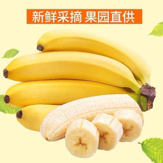 云南高山香蕉现摘当季甜香蕉新鲜水果批发包邮