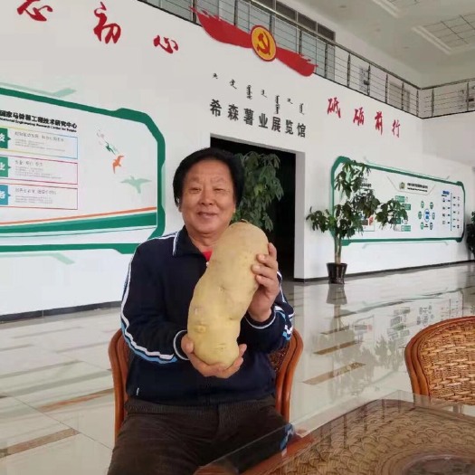 南宁希森6号土豆种  希森三号，希森六号种薯原种