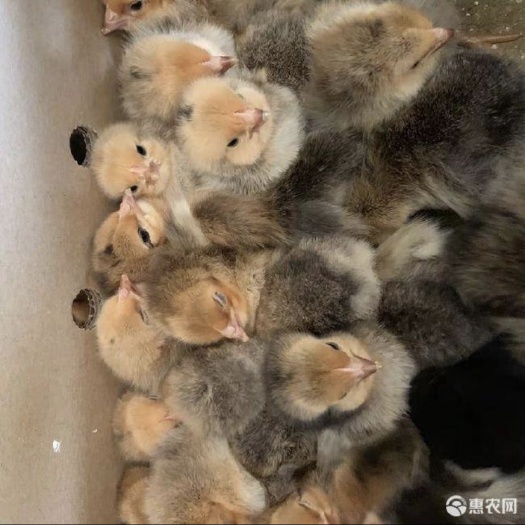 广州芦花鸡苗  品质优良.包运输路损