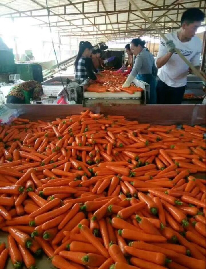 三红胡萝卜  胡萝卜大量上市了有需要的朋友可以联系我。