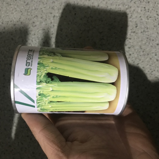 临沂西芹种子 西芹