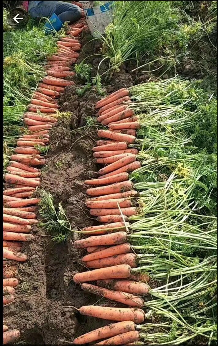 三红胡萝卜  胡萝卜大量上市了有需要的朋友可以联系我。