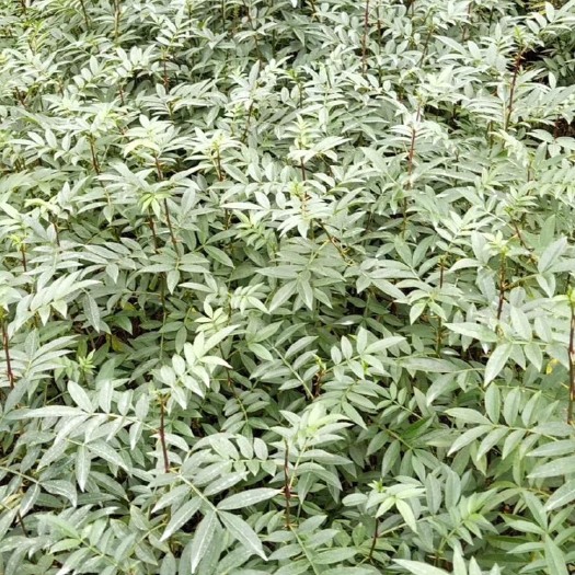 丰都 正宗九叶青花椒苗，大量供货中
