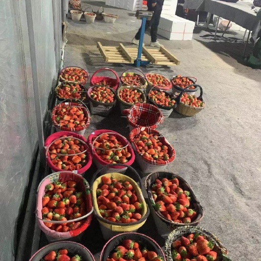 徐州奶油草莓 30克以上
