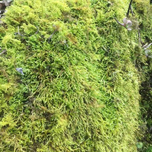 恩施市水苔苔藓 天然苔藓，混合苔藓