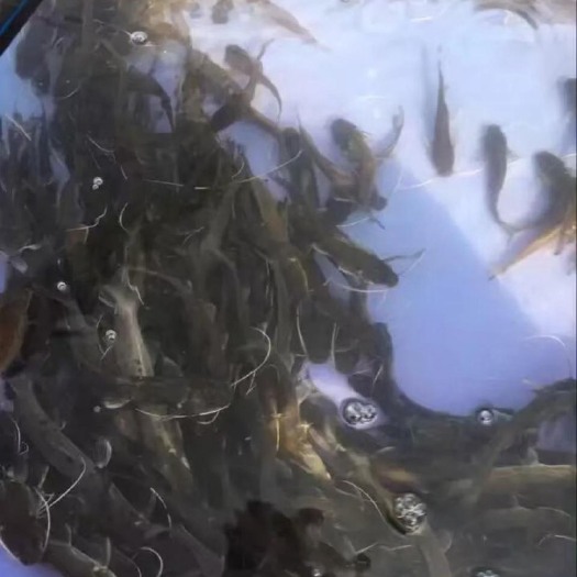 广州 芝麻剑鱼苗