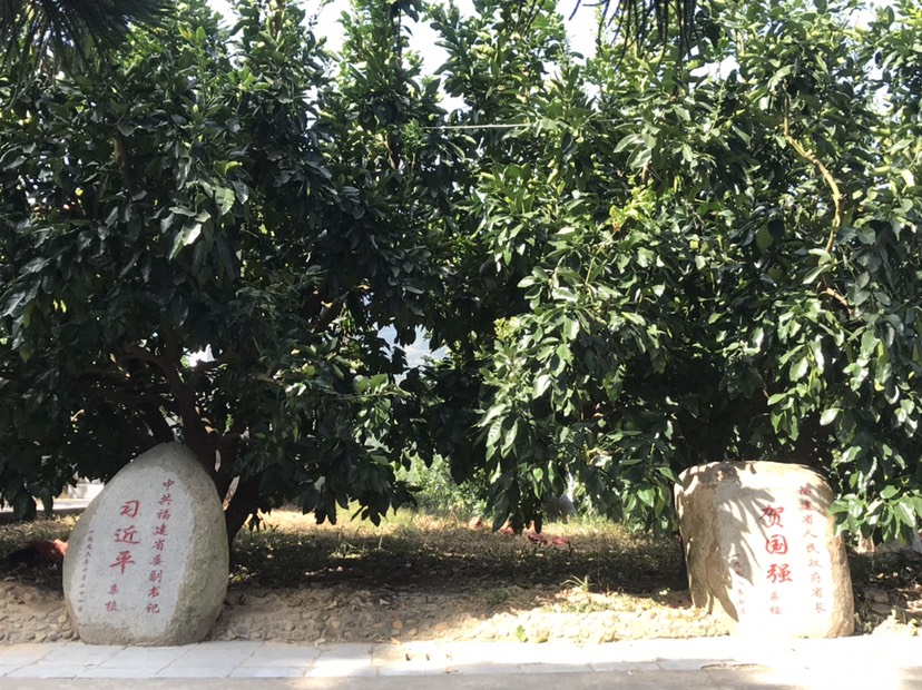 蜜柚苗 我们郑重承诺：基地选苗，随选随挖,上货速度快，确保。信誉第一