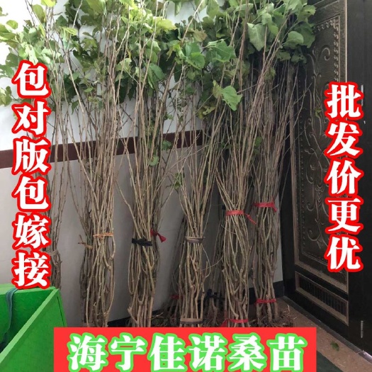 海宁市无籽大十果桑苗  两年苗 带枝条发货 结果更多