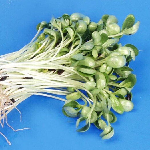 黄石茶花苗