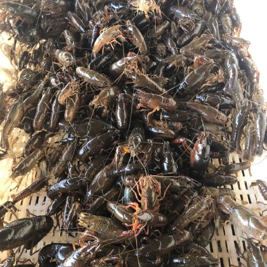 重庆市 小龙虾虾苗量大从优