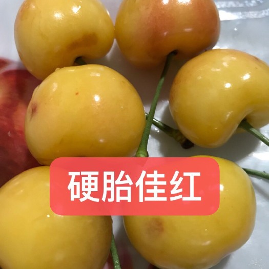 平度市 长期供应大樱桃苗。品种齐全货源充足