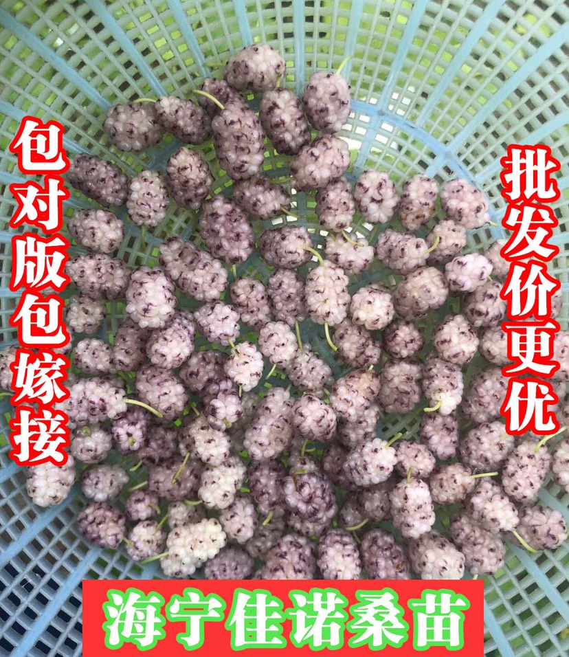 海宁市大白珍珠桑苗  一年嫁接苗 优质果桑苗 白色桑果 味甜