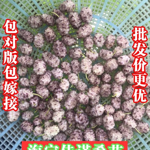 海宁市大白珍珠桑苗  一年嫁接苗 优质果桑苗 白色桑果果树苗