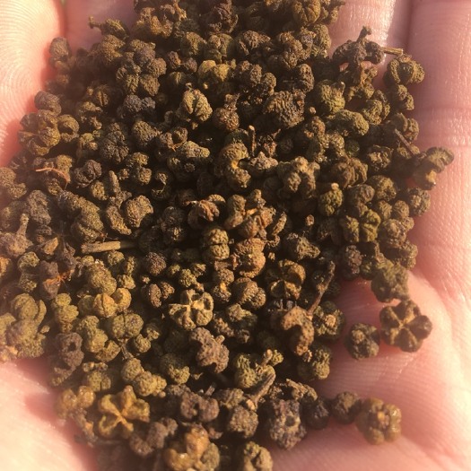 河池 白菜价卖了广西中花吴茱萸