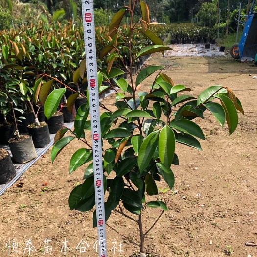 龙州县牛奶果苗 产地直供 一手货源 价格实惠 保证正品