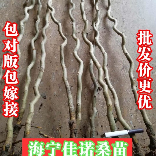 海宁市九曲龙桑 果叶两用 观赏性桑树苗 一年嫁接苗