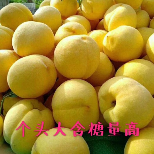 平邑县 嫁接桃树苗晚黄金桃苗沂蒙霜红