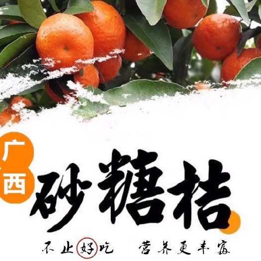 钟山县广西沙糖桔，以成熟大量上市，招果商老板，档口老板，超市老板等