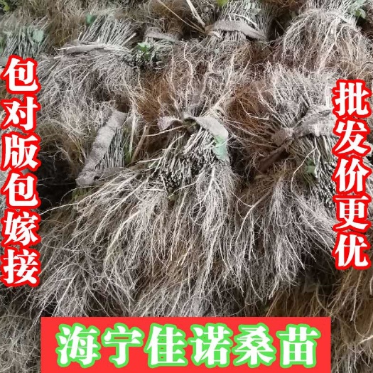海宁市蛋白桑苗  饲料桑 可喂牲畜 做桑芽菜 防风沙