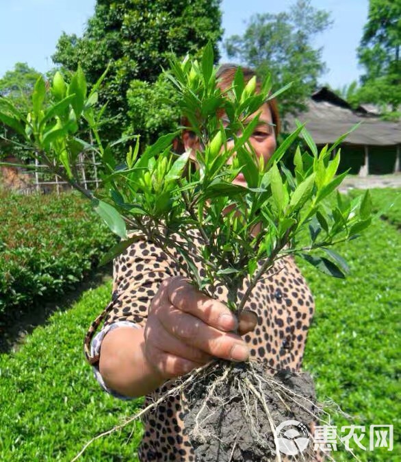  小叶栀子花，大叶栀子花基地大量供应，高度30以上，冠幅20公