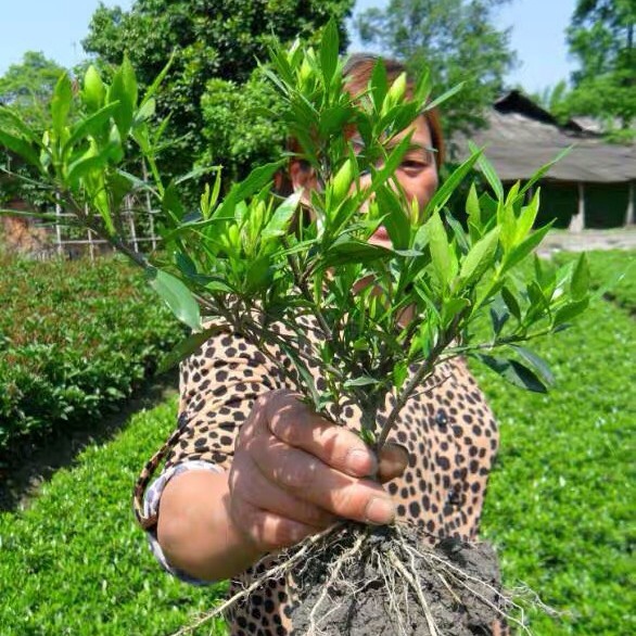  小叶栀子花，大叶栀子花基地大量供应，高度30以上，冠幅20公