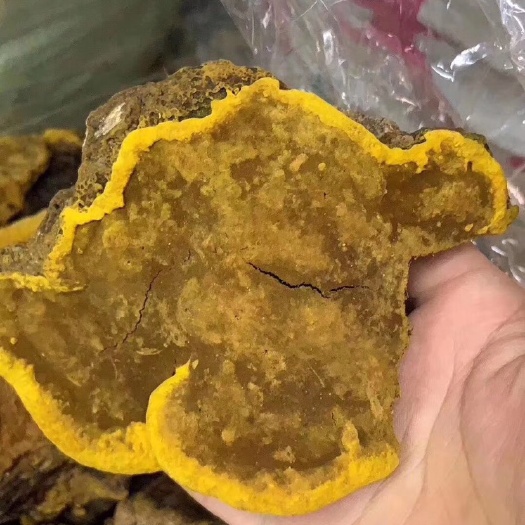贵港 桑黄灵芝，西藏灵芝