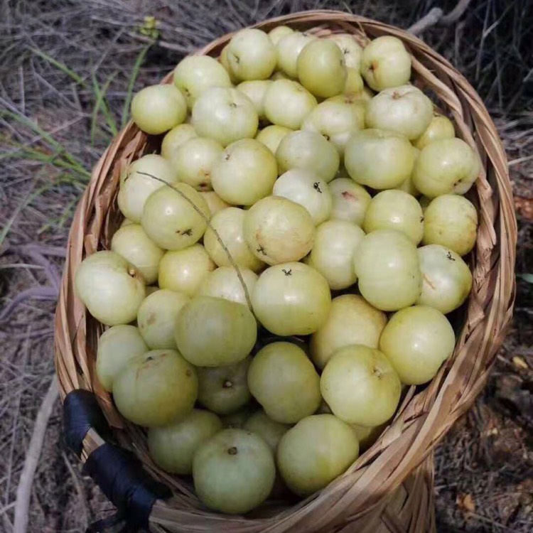 甜种潮汕特产甜油甘