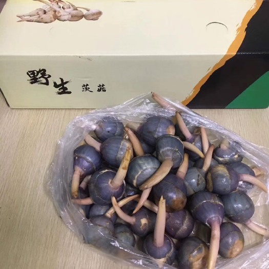  扬州特产野生小慈菇