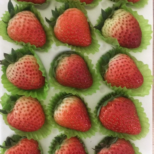 简阳市巧克力味草莓 30