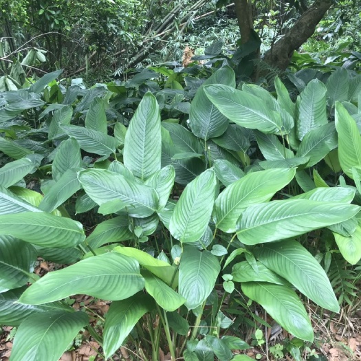 广东批发新鲜粽叶 竹竽叶 柊叶 冬叶 箬叶
