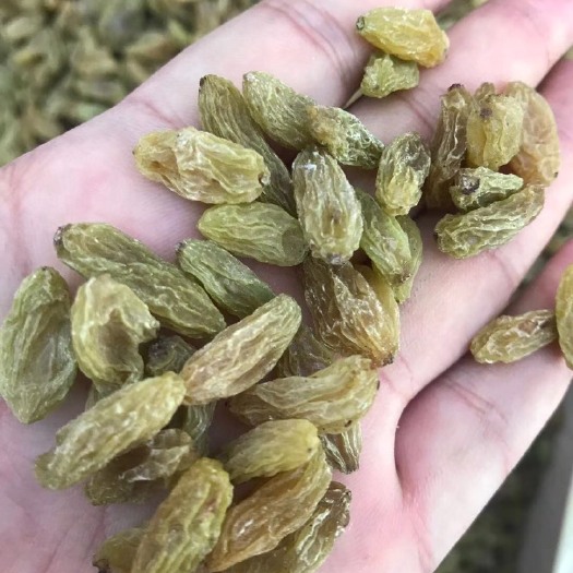 托克逊县 新疆吐鲁番市葡萄干产地直供应一件代发保证质量。