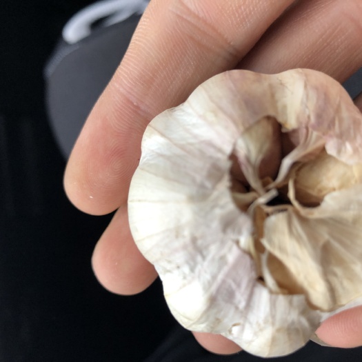 贵阳杂交大蒜 混级统货 多瓣蒜