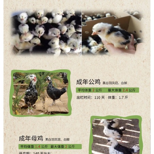 南宁贵妃鸡苗 贵妃鸡