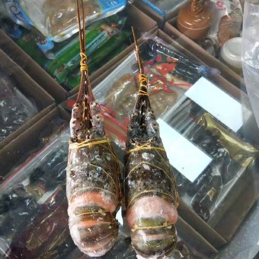 小青龙虾 小青龙