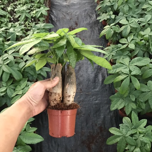 漳州 三杆发财树小盆栽花卉绿植基地直销