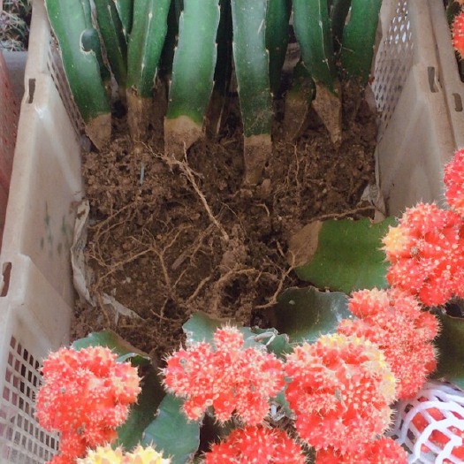 漳州 仙人掌